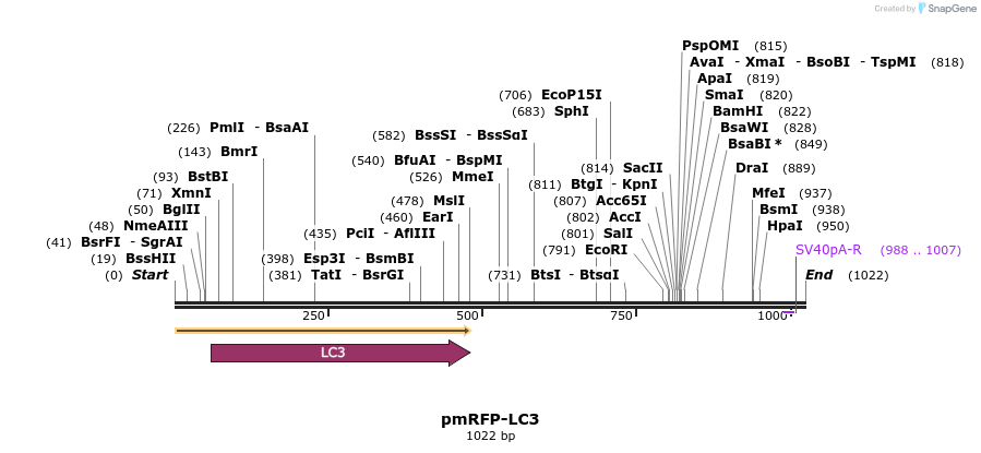 81323_map