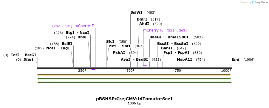 81325_map