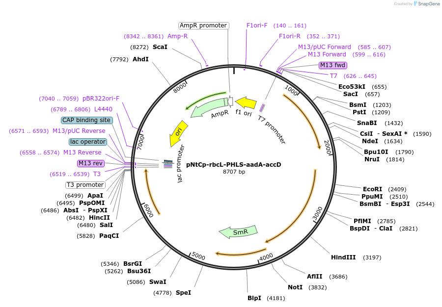 52470-plasmid-map-sequence-id-81333