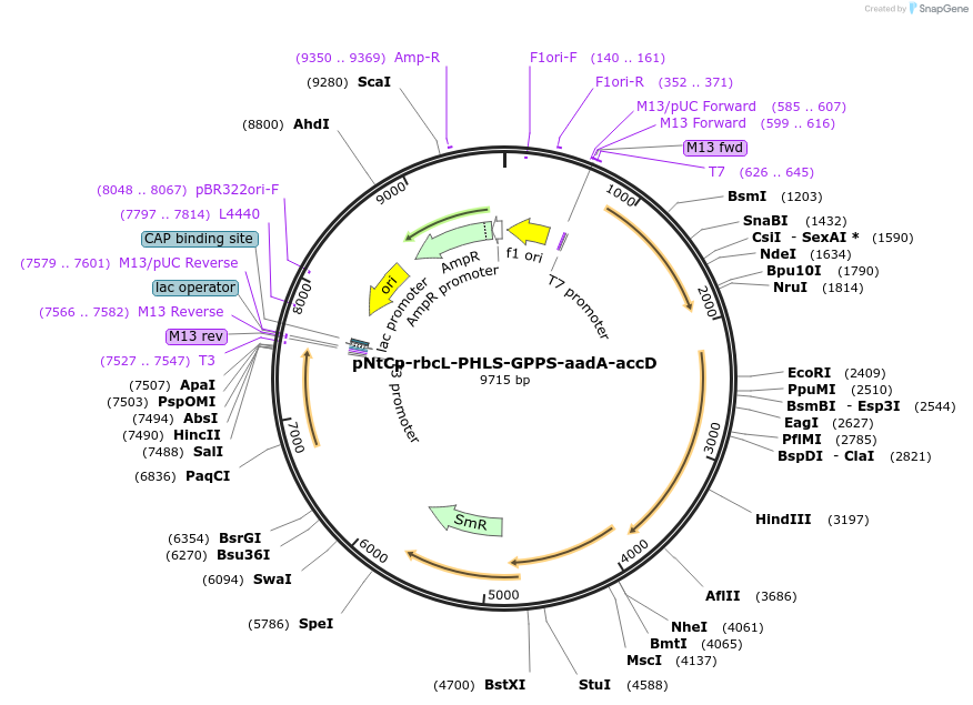 81334_map