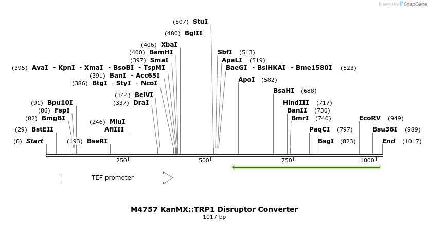 81341_map