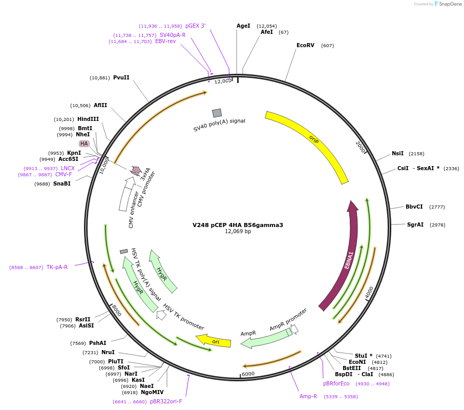 14535-plasmid-map-sequence-id-8135