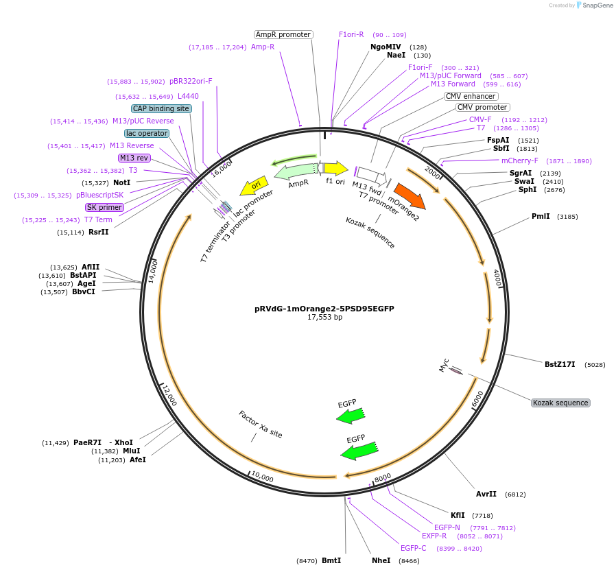 52482-plasmid-map-sequence-id-81373