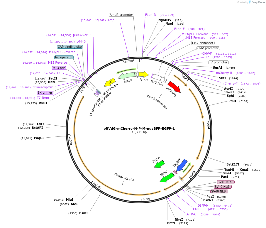 52484-plasmid-map-sequence-id-81378