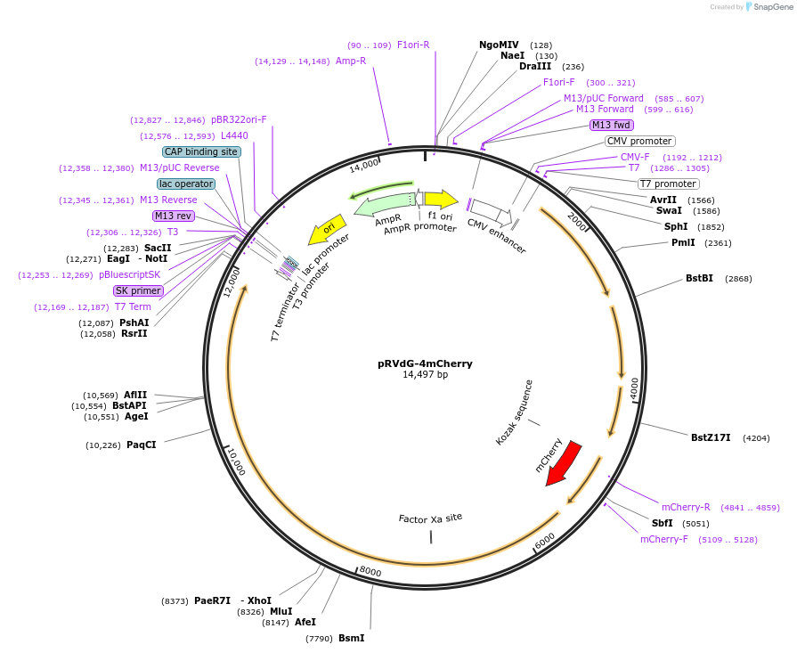 52488-plasmid-map-sequence-id-81384