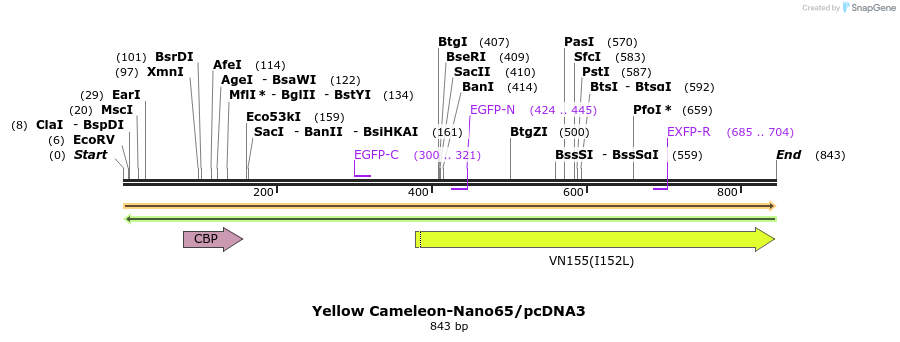 81385_map