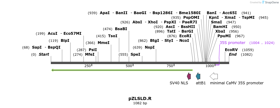 81386_map