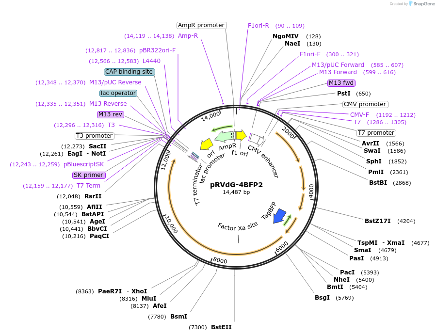 52490-plasmid-map-sequence-id-81390