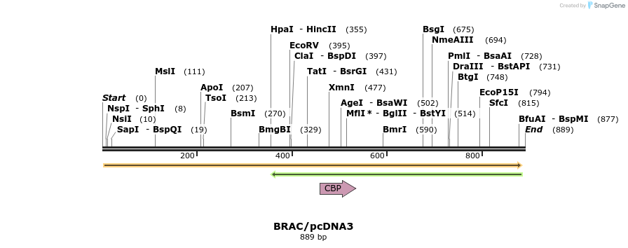 81393_map