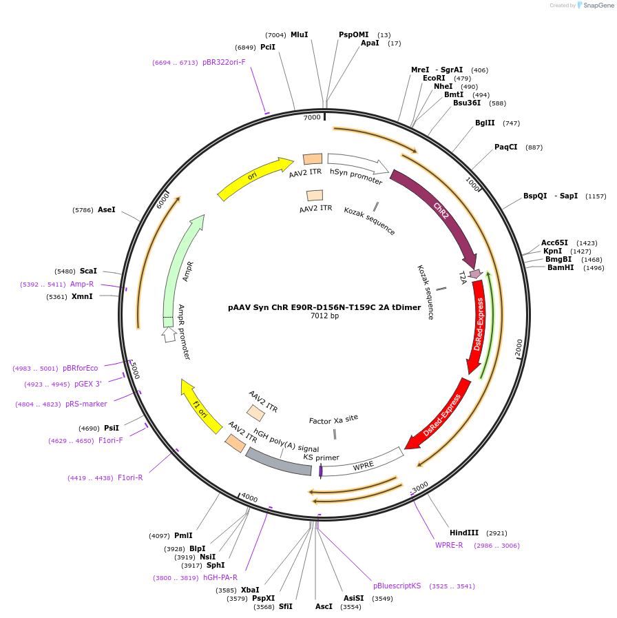 52494-plasmid-map-sequence-id-81429
