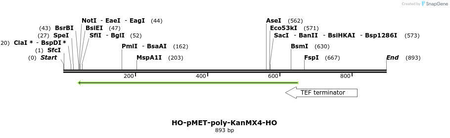 81431_map