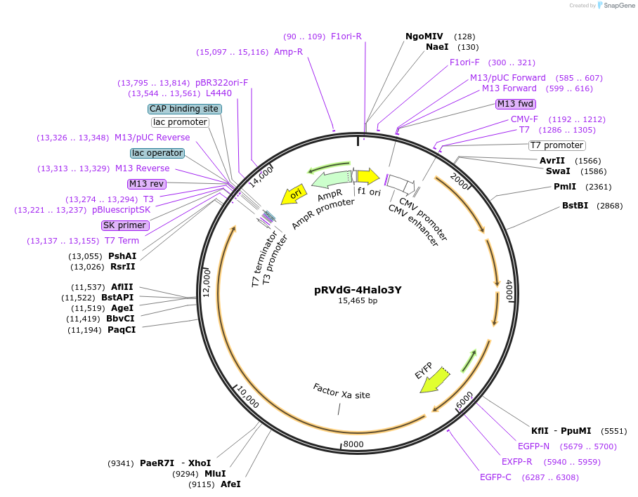 52496-plasmid-map-sequence-id-81432