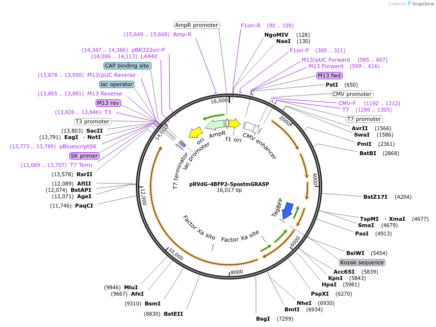 52498-plasmid-map-sequence-id-81435