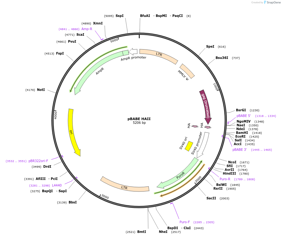 14738-plasmid-map-sequence-id-8145