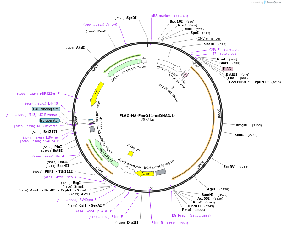 52501-plasmid-map-sequence-id-81464