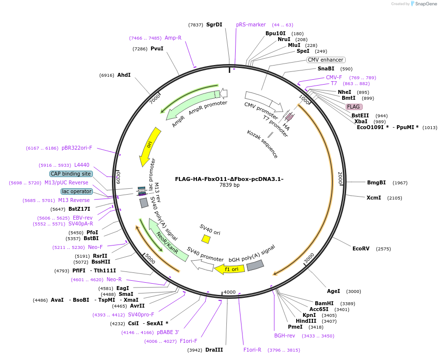 52502-plasmid-map-sequence-id-81465