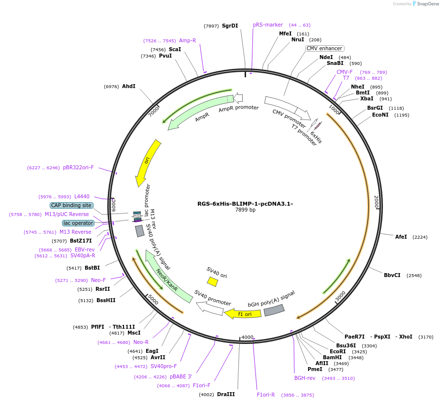 52518-plasmid-map-sequence-id-81470