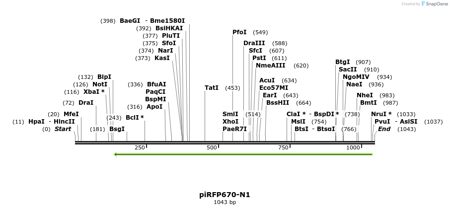 81481_map