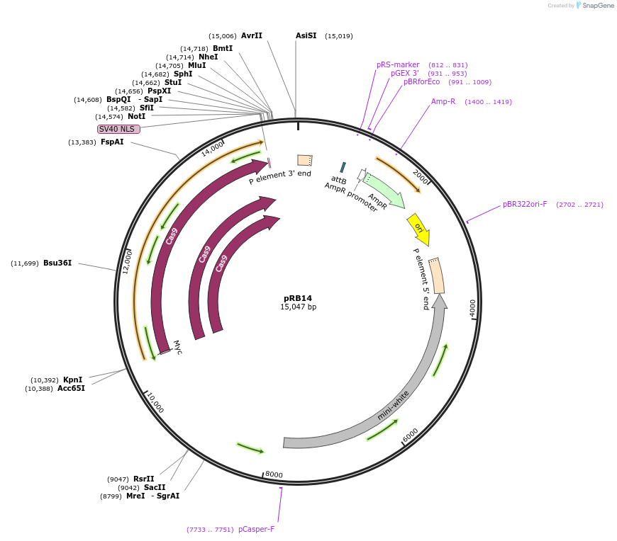52522-plasmid-map-sequence-id-81486