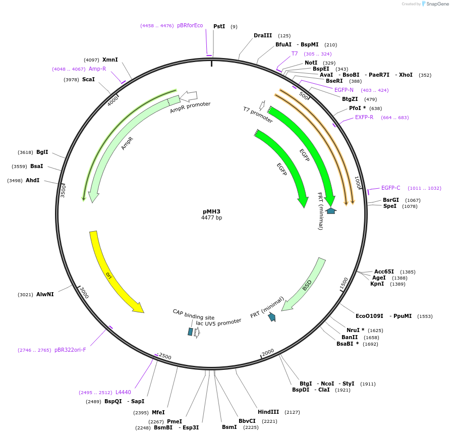 52528-plasmid-map-sequence-id-81488