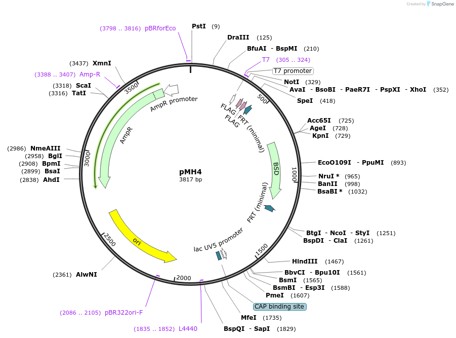 52529-plasmid-map-sequence-id-81489