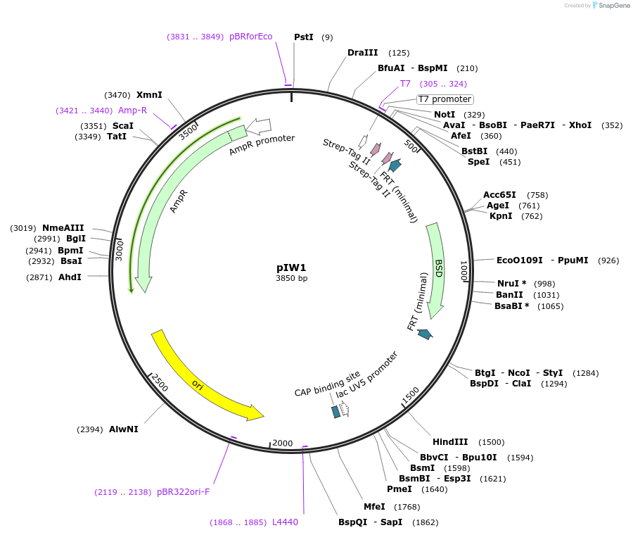 52530-plasmid-map-sequence-id-81490