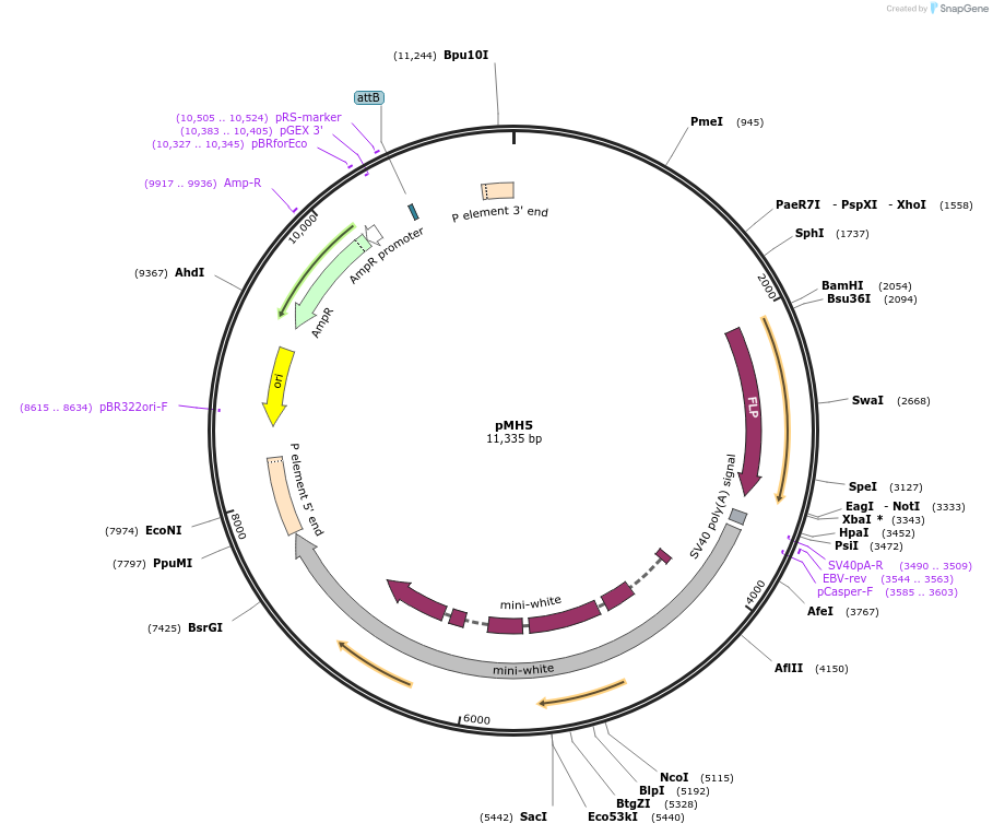 52531-plasmid-map-sequence-id-81491
