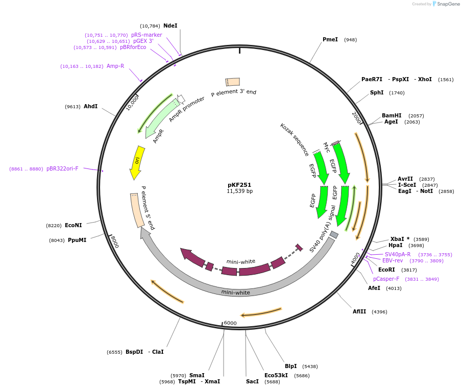 52532-plasmid-map-sequence-id-81492