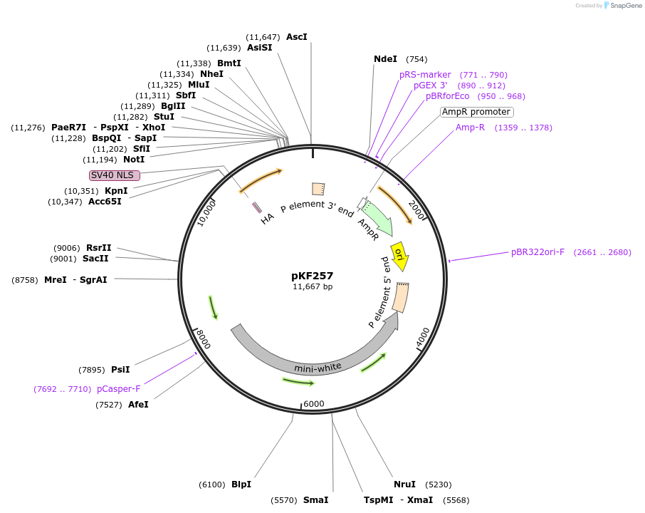 52533-plasmid-map-sequence-id-81493