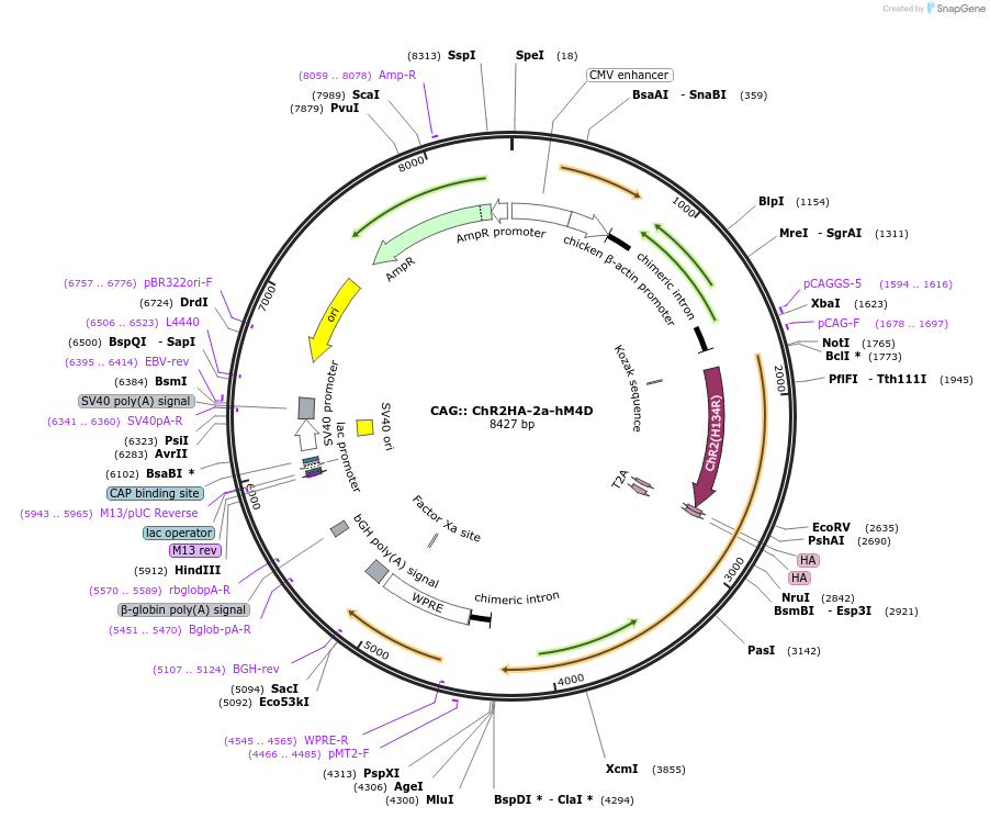 52520-plasmid-map-sequence-id-81542