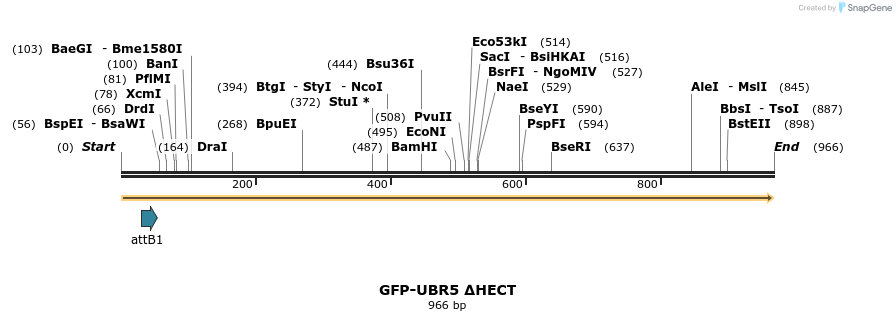 81545_map
