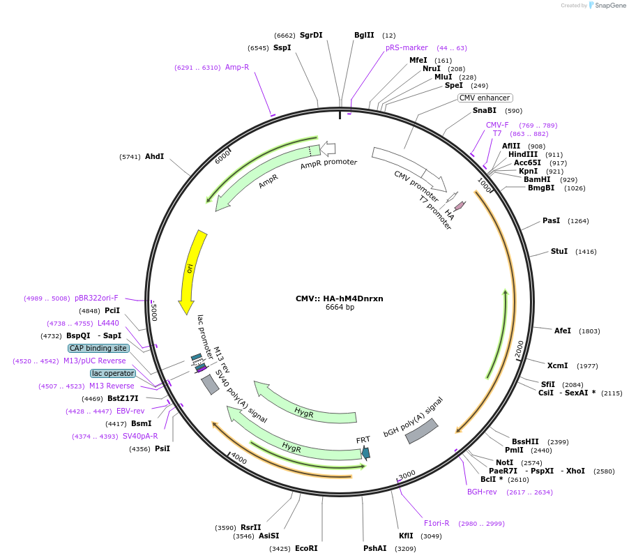 52525-plasmid-map-sequence-id-81575