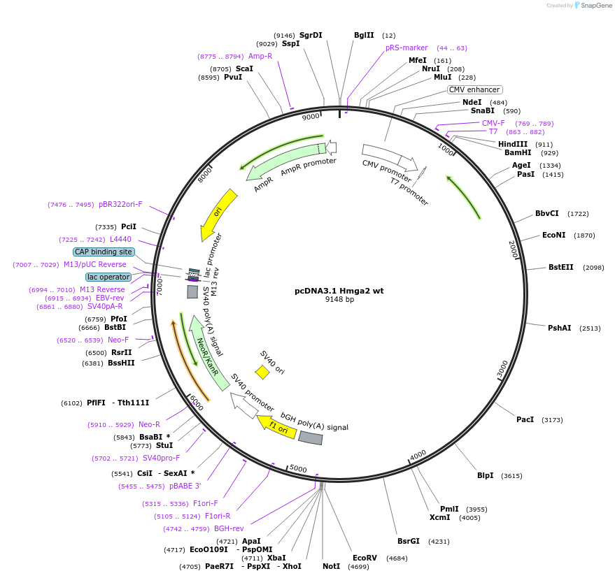 14789-plasmid-map-sequence-id-8158