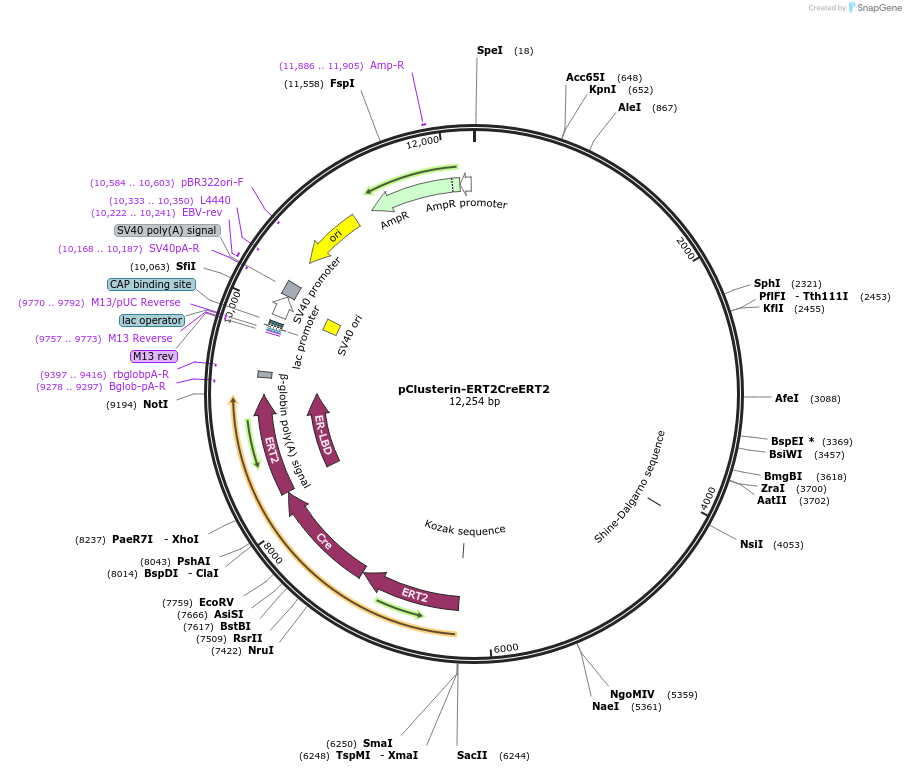 14796-plasmid-map-sequence-id-8161