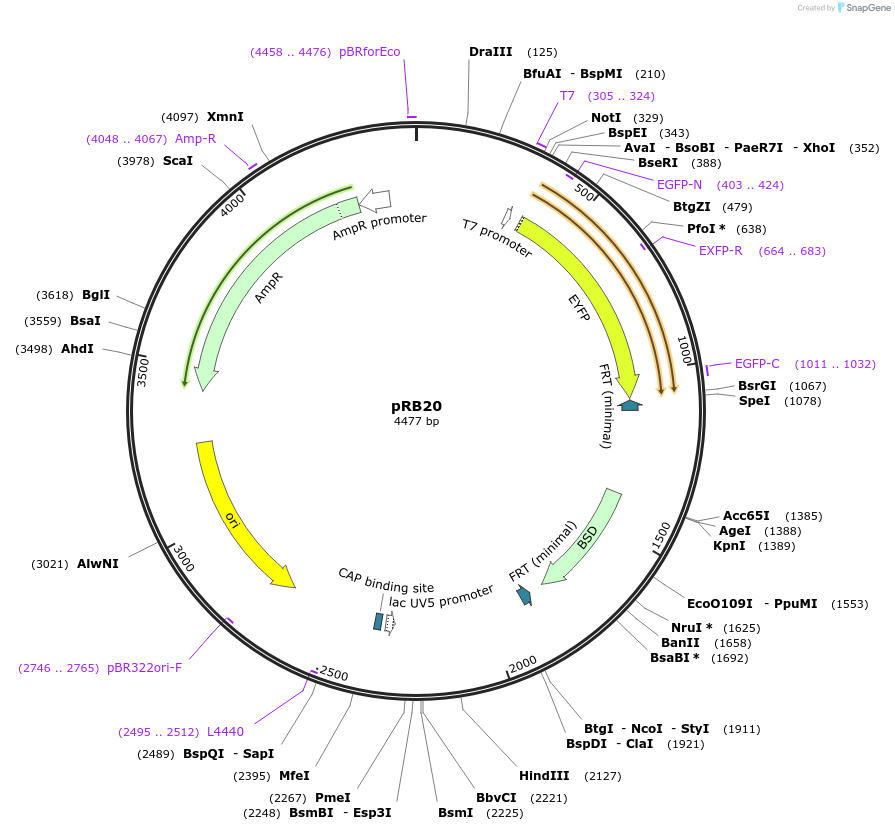 52559-plasmid-map-sequence-id-81630