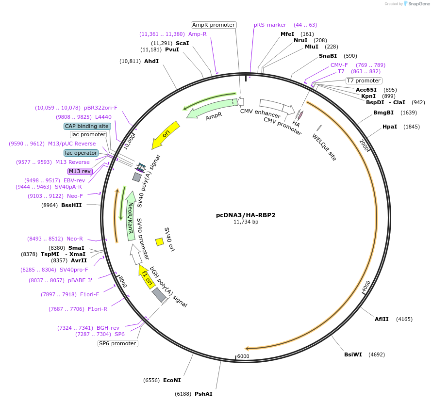 14799-plasmid-map-sequence-id-8164