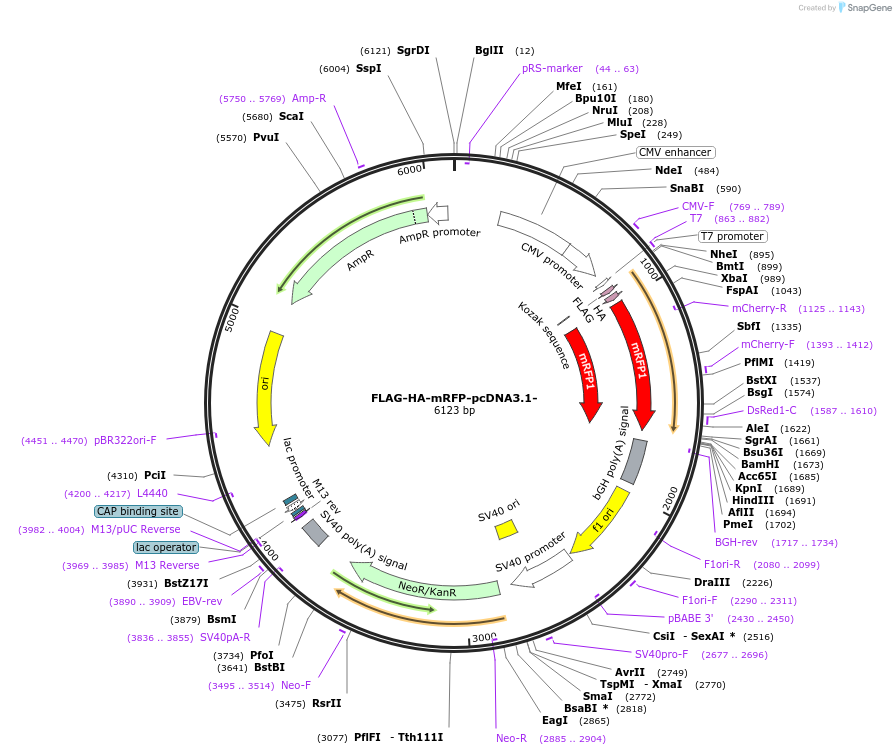 52510-plasmid-map-sequence-id-81664