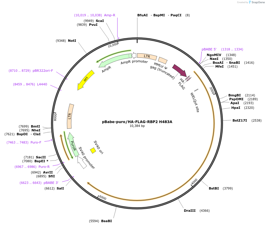 14803-plasmid-map-sequence-id-8167