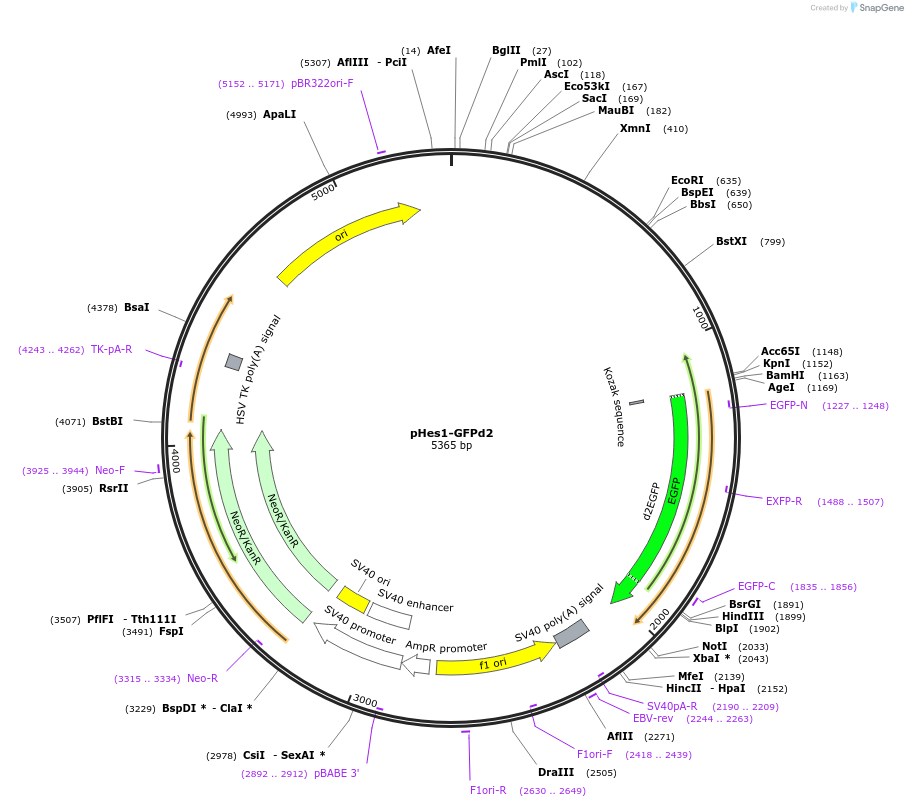 14808-plasmid-map-sequence-id-8168