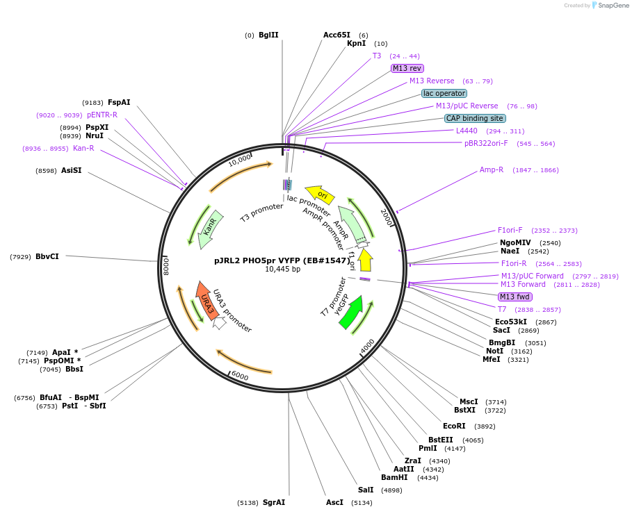 14840-plasmid-map-sequence-id-8171