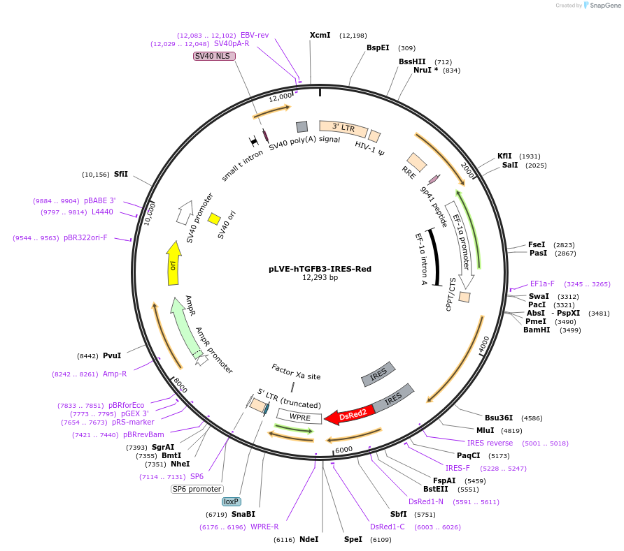 52580-plasmid-map-sequence-id-81713