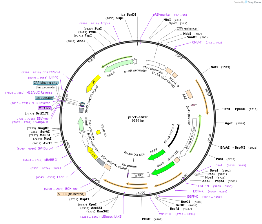 52581-plasmid-map-sequence-id-81714