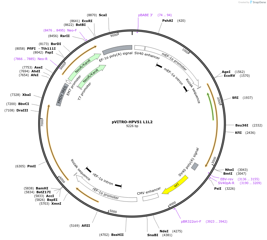 52583-plasmid-map-sequence-id-81716
