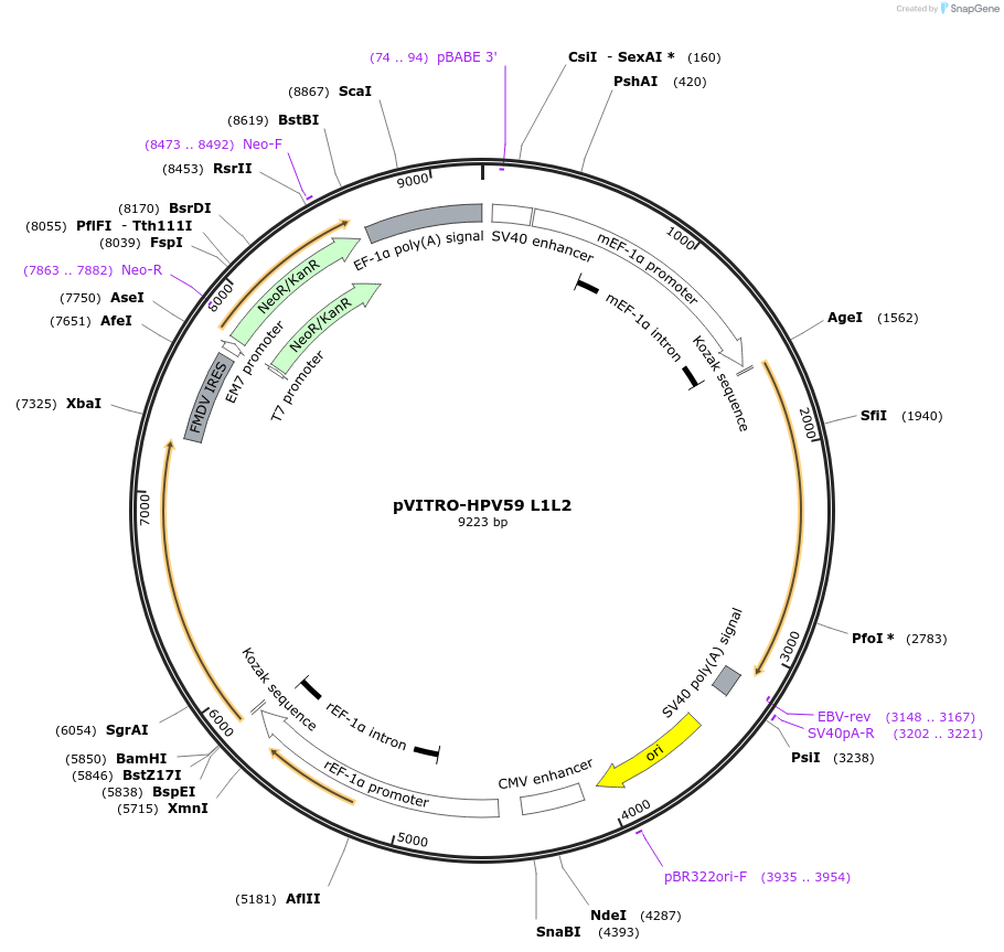 52586-plasmid-map-sequence-id-81719