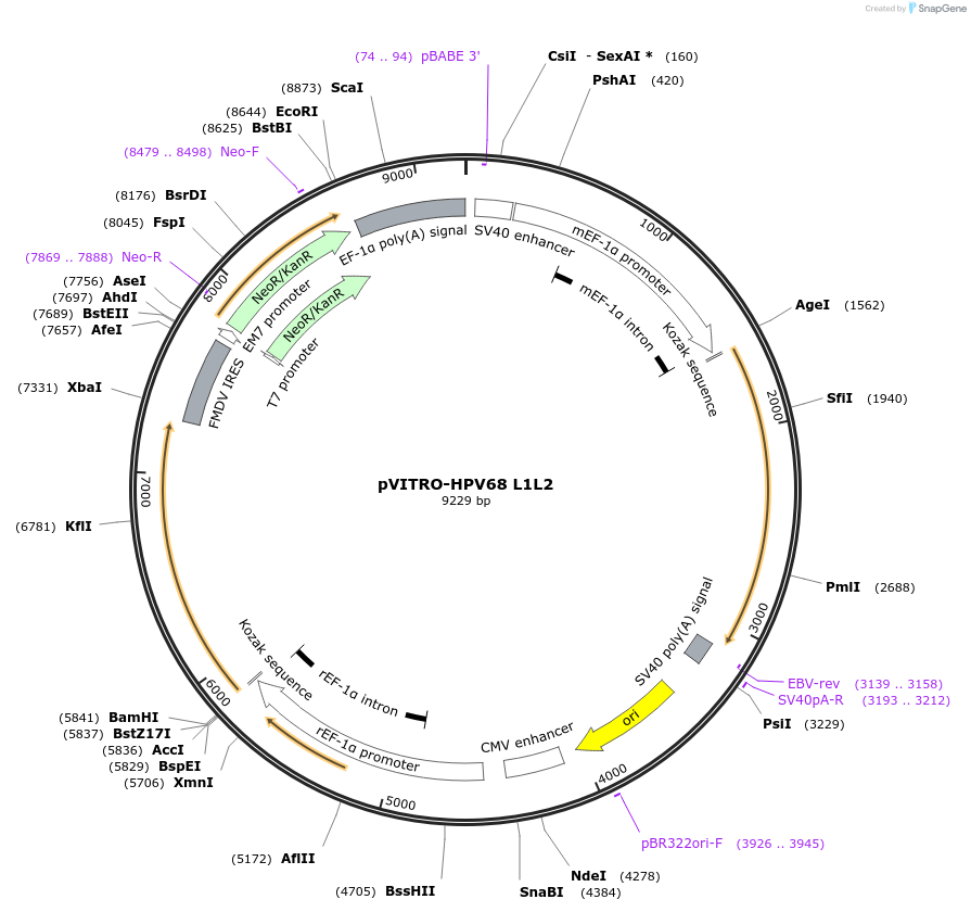 52587-plasmid-map-sequence-id-81720