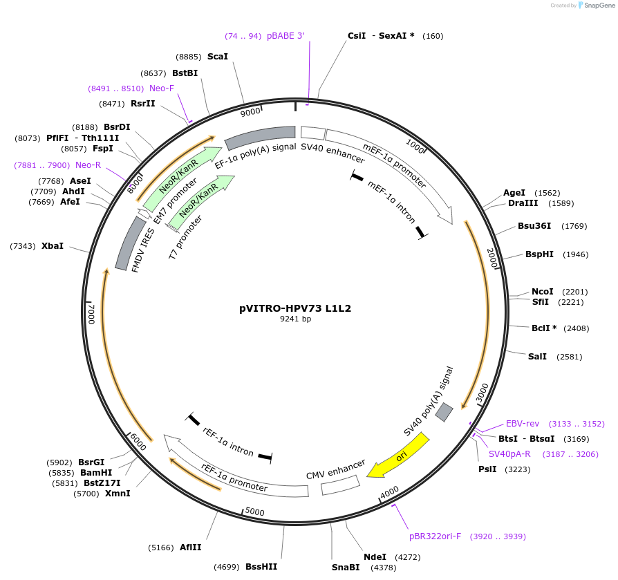 52588-plasmid-map-sequence-id-81721