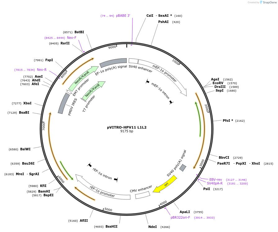 52590-plasmid-map-sequence-id-81723