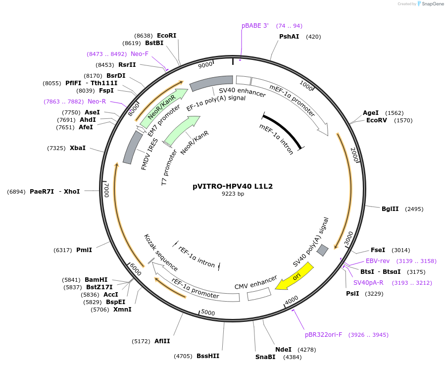 52593-plasmid-map-sequence-id-81726