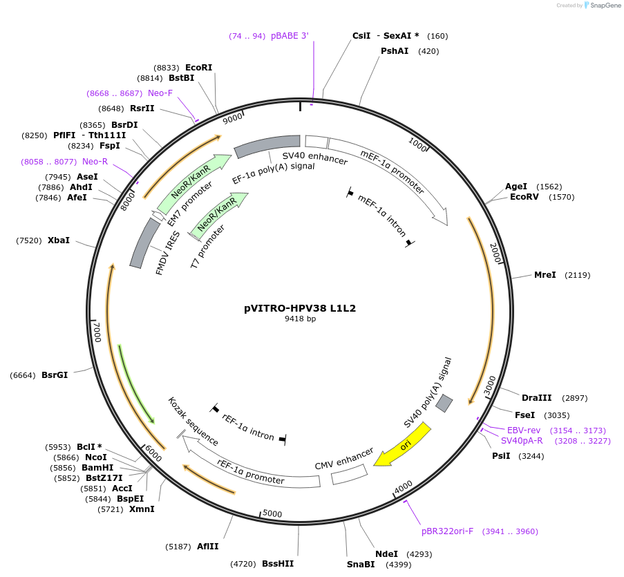 52594-plasmid-map-sequence-id-81727