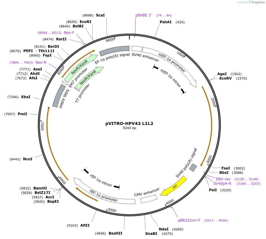 52595-plasmid-map-sequence-id-81728